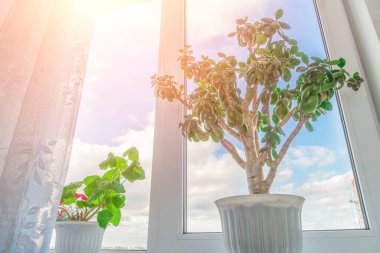 Yeşil para ağacı Crassula bir tencerede ve bir Geranium pencere eşiğinde bulutlu ve aydınlık mavi bir gökyüzüne karşı duruyor. Ev konforu.