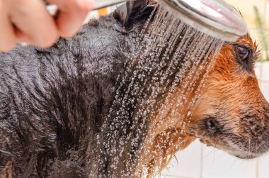 Büyük, güzel Alman çoban köpeği banyo yapıyor. Hijyen ve hayvan bakımı.