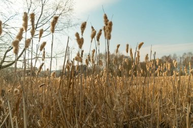Kuru sazlıklar, mavi gökyüzü ve beyaz bulutlarla ilkbahar başları manzarası