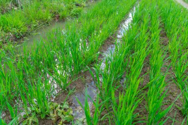 Yağmurdan sonraki güneşli bir günde genç yeşil çavdar filizleri. Tarım ürünleri tarlası.