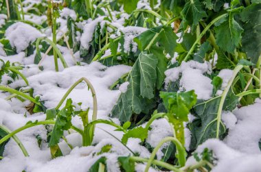 Sahadaki karların arasında büyüyen yeşil çimenler, alçak açı, fotokopi alanı, Hello Spring, güle güle. Kış konsepti