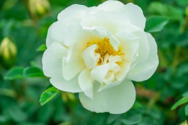 Yeşil yapraklı bir çiçeğe yakın plan.