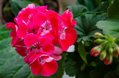 Yeşil yapraklardan oluşan arka planda pembe sardunya çiçeklerinin yakın çekimi