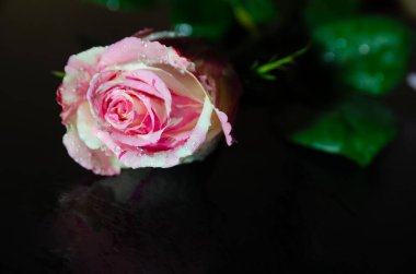 Su damlaları ile güzel beyaz ve pembe gül fotokopi alanı ile siyah bir zemin üzerinde yatıyor.