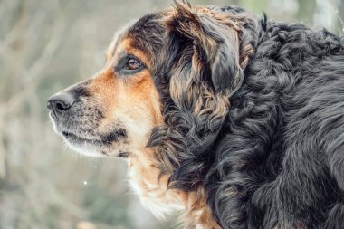 Çok güzel bir çoban köpeğinin portresi ormanın uzak mesafesine bakıyor.