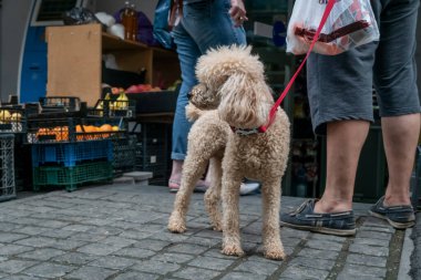 Meyve ve sebzeli, rafın yanındaki sahibinin yanında kırmızı tasmalı sevimli beyaz bir kaniş.