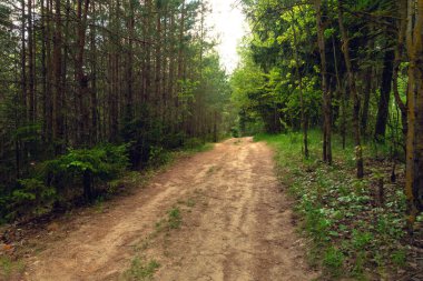 Bulutlu bir yaz gününde ormanda yaya yolu