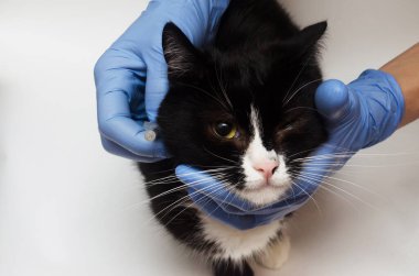 Mavi eldivenli şırınga ve siyah kedi 