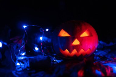 Karanlıkta parlayan balkabağı mavi ışıklar ve sonbahar yapraklarıyla. Güzel Cadılar Bayramı arkaplanı, kopyalama alanı.