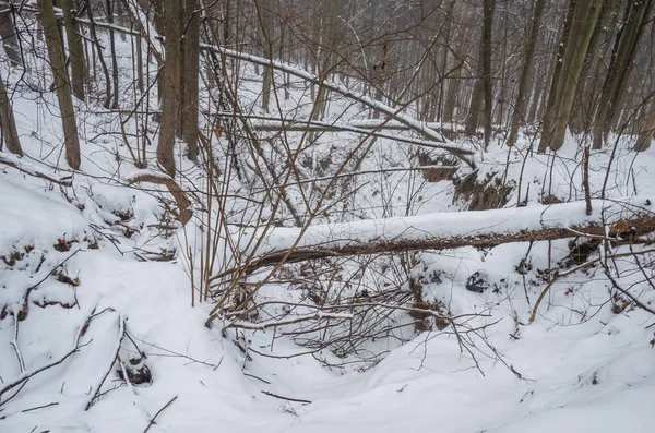 Árboles Caídos Bosque Invierno —  Fotos de Stock