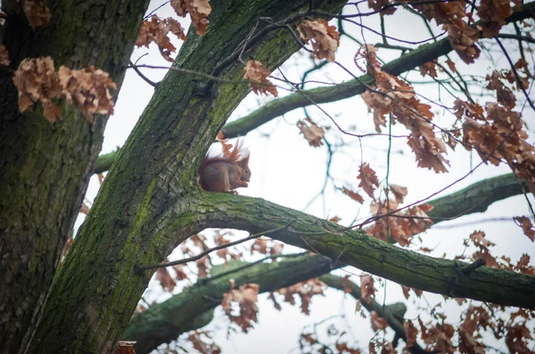 Squirrel Tree Autumn — Stock Photo, Image