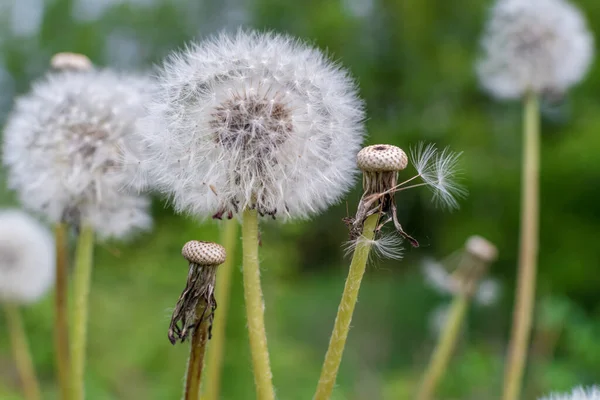 Pissenlits Blancs Sur Prairie Verte Printemps Fermer Graines Pissenlit Tombées — Photo