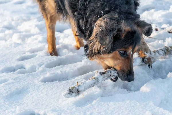 German shepherd holds a stick in his teeth, runs through the snow in nature. Winter mood, snow, cold. Girl playing with a dog on a winter day