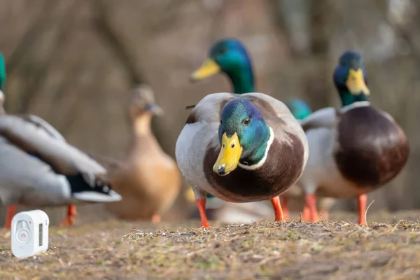 Beautiful Duck Green Head Other Ducks Looks Action Camera Close — Stock Photo, Image