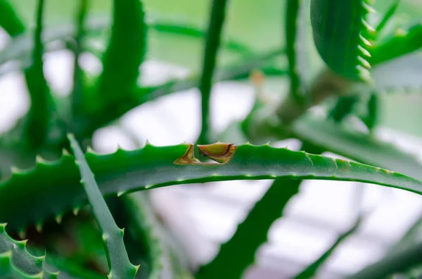 Close Aloe Leaves Windowsill — Stock Photo, Image