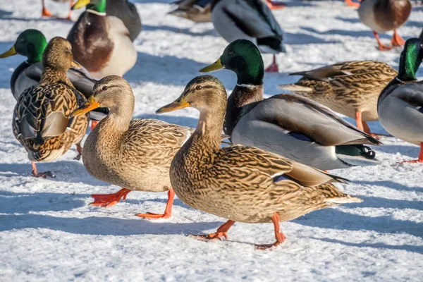Güneşli bir günde nehir kenarındaki ördekler. Ördekler yaklaşıyor. Kardaki ördekler