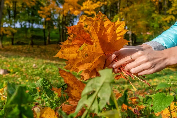 Tangan Wanita Mengumpulkan Daun Maple Kuning Untuk Buket Musim Gugur — Stok Foto