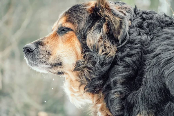 Retrato Perfil Belo Cão Pastor Olhando Suspeitosamente Para Close Distância — Fotografia de Stock