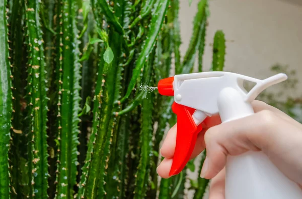 Vrouwelijke Hand Water Geven Spuiten Een Grote Cactus Het Appartement — Stockfoto