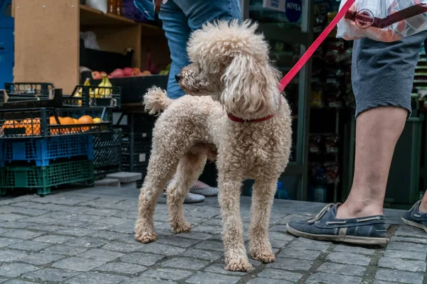 Cute white poodle with a red leash near the owner near the rack with fruits and vegetables