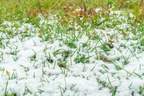 Herbe Verte Dans Neige Fermer — Photo