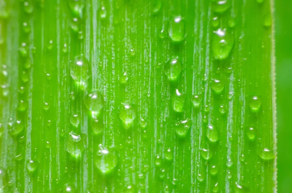 Folha Verde Com Gotas Água Macro Fundo — Fotografia de Stock