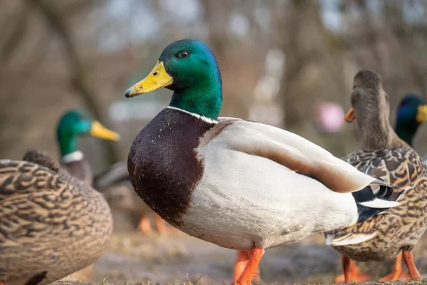 Beautiful Duck Green Head Other Ducks Close — Stock Photo, Image