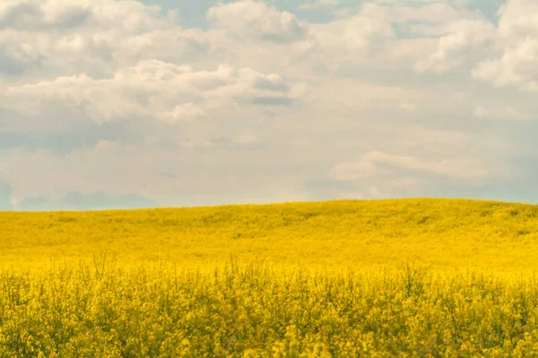Indah Bidang Kuning Cerah Rapeseed Pada Hari Musim Panas Yang — Stok Foto