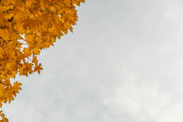 Feuilles Érable Automne Dans Coin Supérieur Gauche Sur Fond Nuageux — Photo