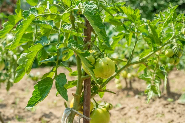 Tomat Hijau Taman Menutup Pada Hari Yang Cerah — Stok Foto