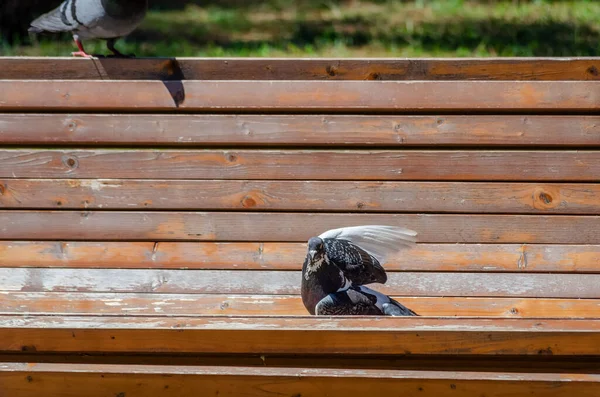 Eine Taube Sitzt Mit Ausgebreiteten Flügeln Auf Einer Holzbank Und — Stockfoto