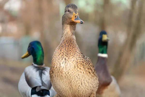 Hermoso Pato Gris Salvaje Entre Otros Patos Cerca —  Fotos de Stock