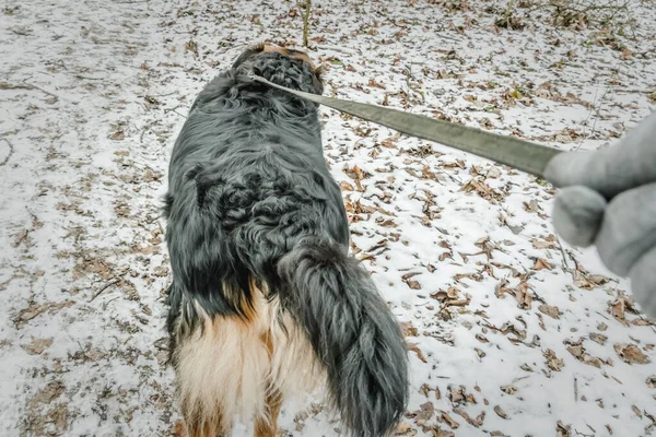 Женская Рука Ведет Пастушью Собаку Поводке Лесу Зимой Вид Сзади — стоковое фото