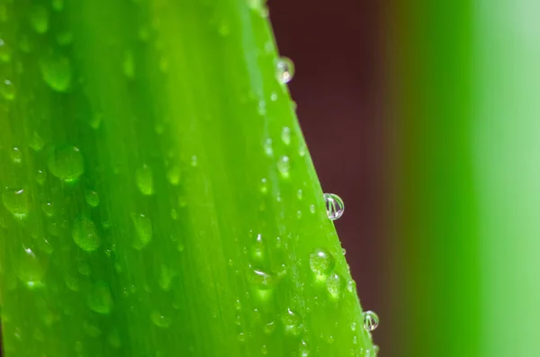 Green leaf with water drops, macro. background