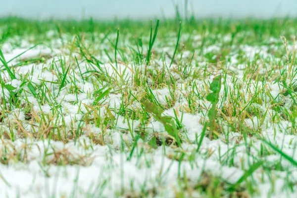 Herbe Verte Dans Neige Fermer — Photo