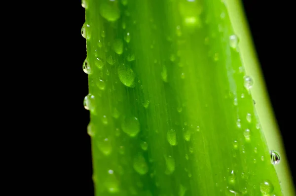 Green Leaf Water Drops Macro Background — Stock Photo, Image