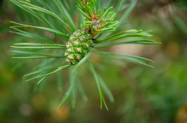 Close Cone Pinho Verde Ramo Pinho Fundo Imagens Royalty-Free