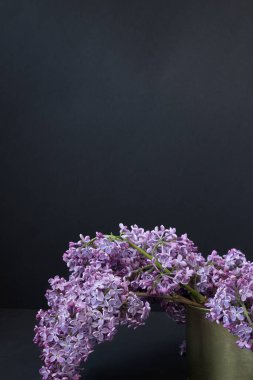 Siyah arka planda leylak rengi bir dal. Çiçekli leylak dalı. Siyah arka planda, teneke kutuda güzel bir leylak