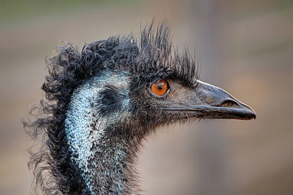 Stock image Close-up of a head of an Emu, a large flightless bird