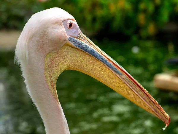 Gros Plan Tête Seul Pélican — Photo