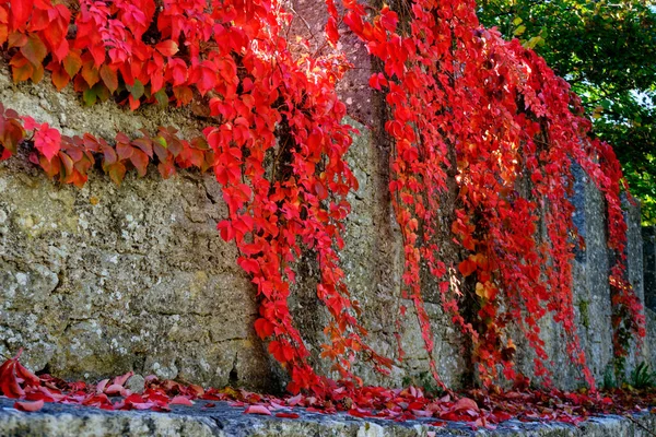 Красный Плющ Некоторыми Зелеными Желтыми Листьями Против Каменной Стены Каменный — стоковое фото
