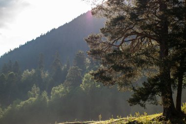 yamaçta ayakta çam, taç üzerinden Parlatıcı güneş ışınlarının