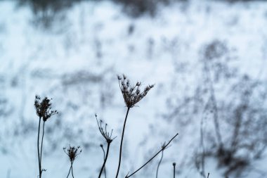 kurutulmuş çim kar arka plan üzerinde