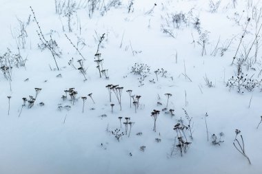 kurutulmuş çim kar arka plan üzerinde