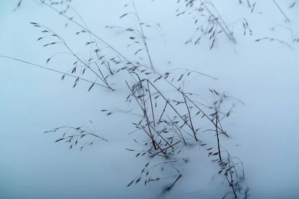 Сухая трава на фоне снега — стоковое фото