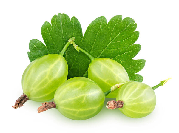 Isolated gooseberry. Four green gooseberries with leaves isolated on white background with clipping path