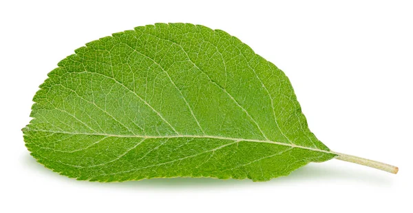 Isolated leaf. Apple leaf isolated on white background with clipping path