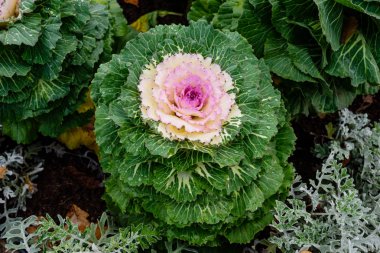 Narva kasabasında Narva nehir seti üzerinde dekoratif lahana, Estonya