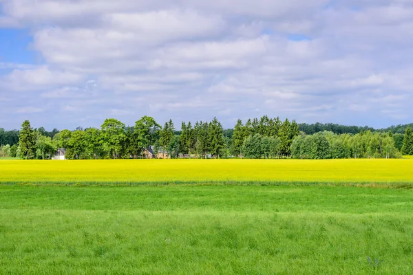 Piękna Łąka Zieloną Trawą Tle Błękitnego Nieba Chmurami Typowy Letni — Zdjęcie stockowe