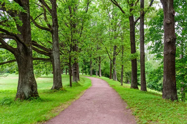 Schöne Grüne Gasse Park Park Oranienbaum Vorort Von Petersburg Russland — Stockfoto